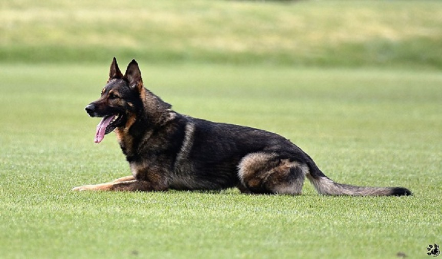 Německý ovčák štěnata s PP - 10