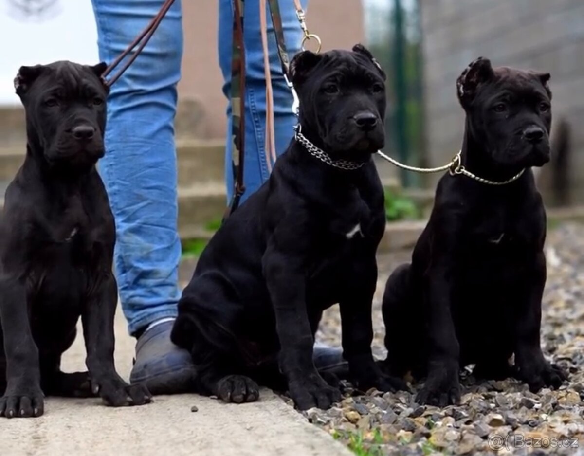 Bandog ke krytí - 10