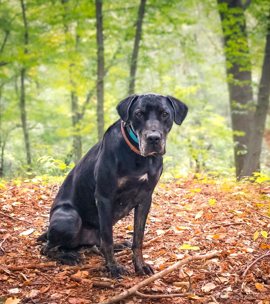 Louisiánský leopardí pes s PP - 10