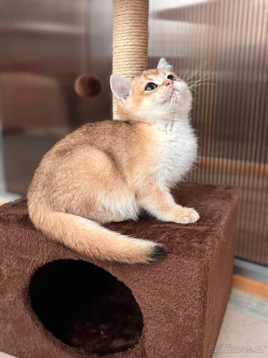 Zlata cincila, britsky kluk s PP-BRI ny11, k odbery hned - 10