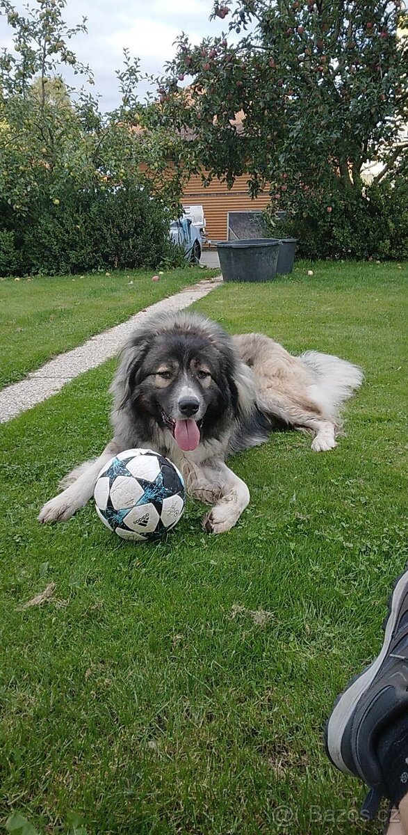 Kavkazský Pastevecký pes - krytí - 10