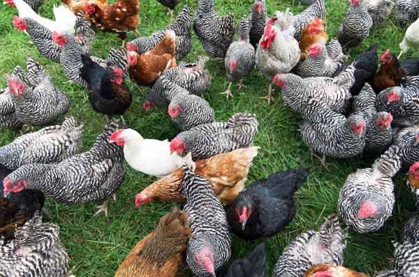 Slepice Kuřice Nosnice Dominanty 18 týdnů staré - 10