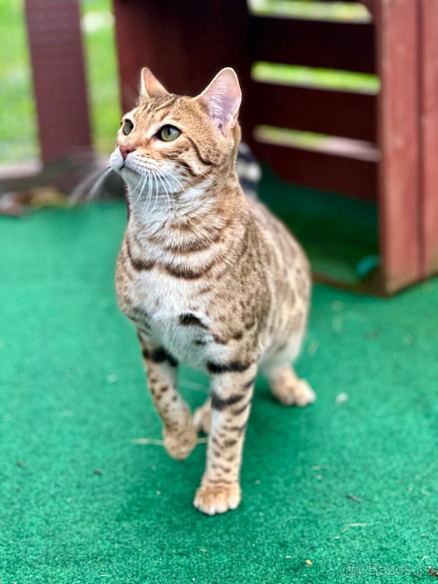 Bengálská kočka s PP - 10