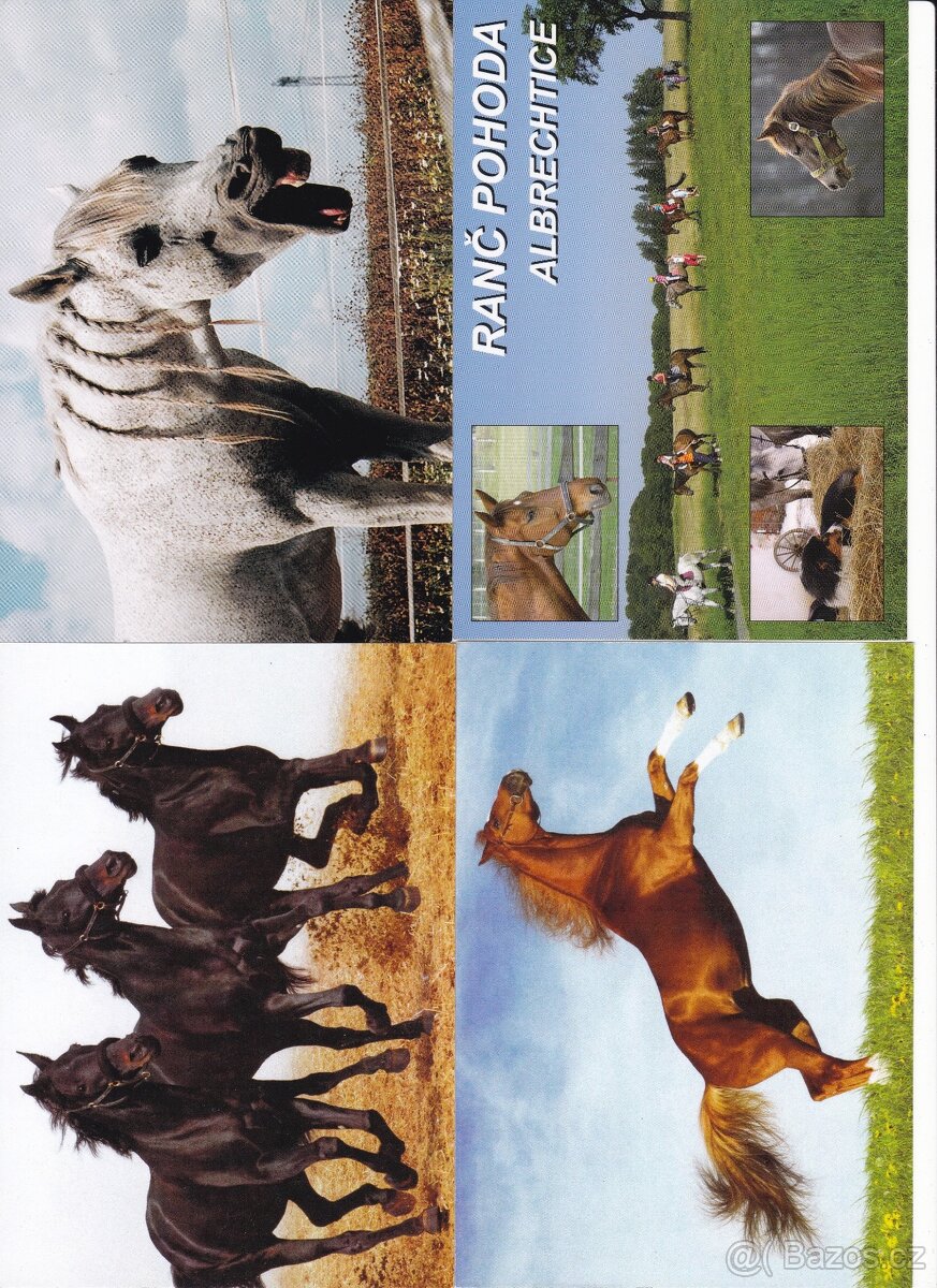pohlednice zvířat - 10