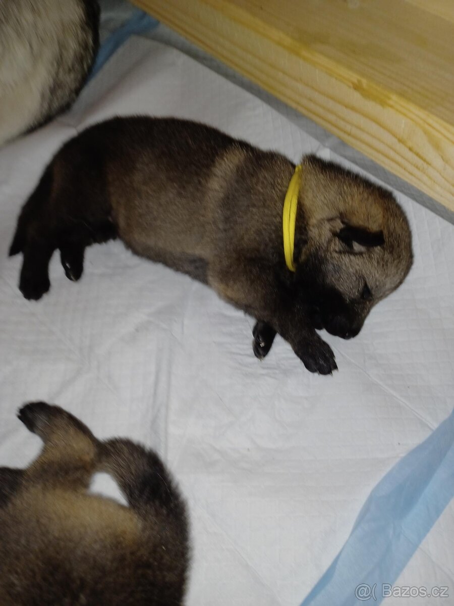 Štěňata československého vlčáka s PP - 10