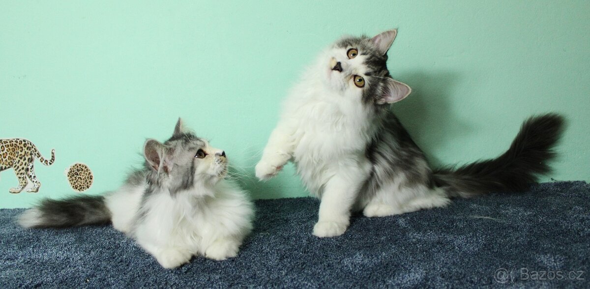 Sibiřská kočka - 10