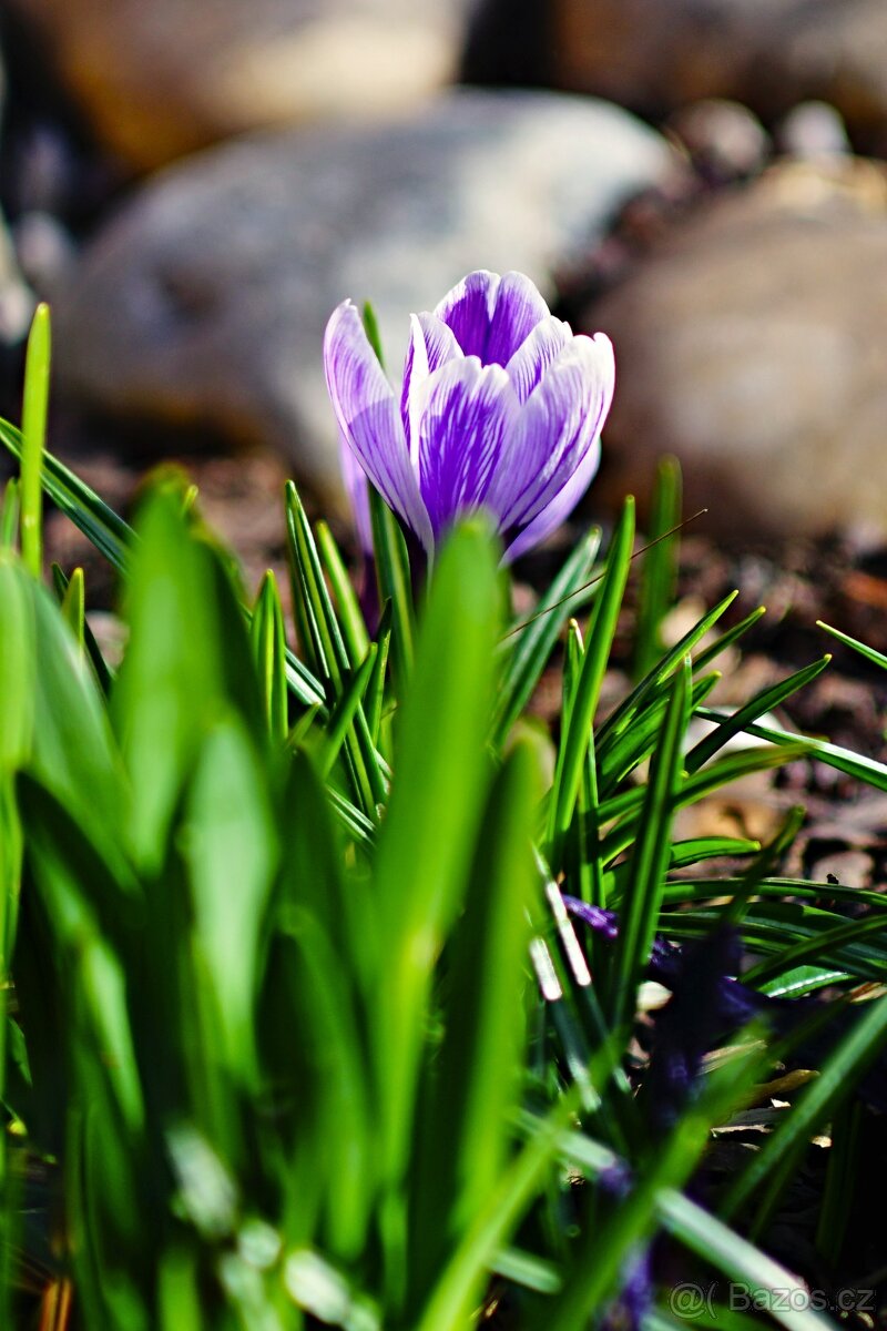 Pentacon 4/300mm 19-lamelový M42 TOP STAV - 10