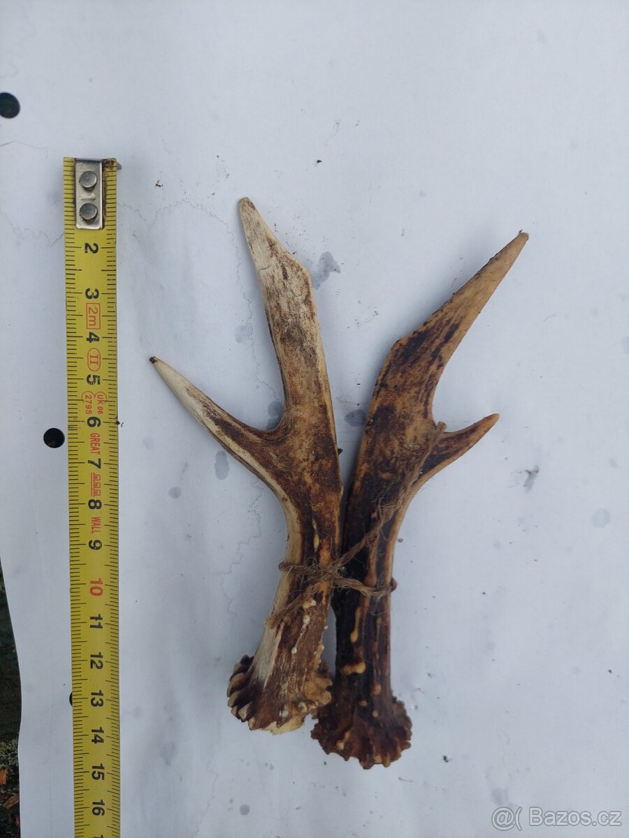 Trofeje srnec - 10