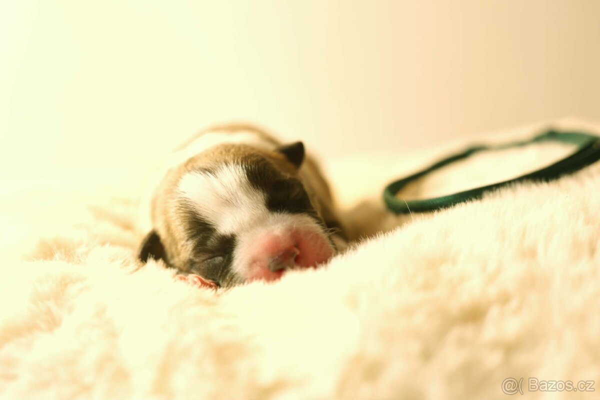 Americký stafordšírský teriér - štěňátka s PP - 10