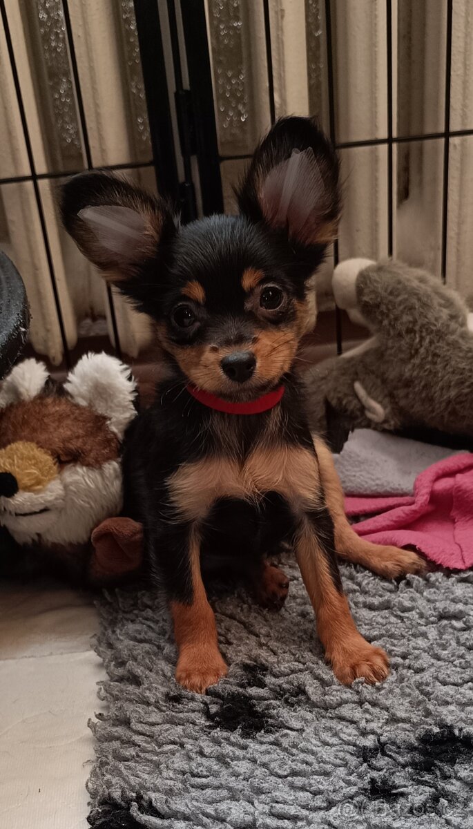 Ruský toy s PP - dlouhosrstý - 10