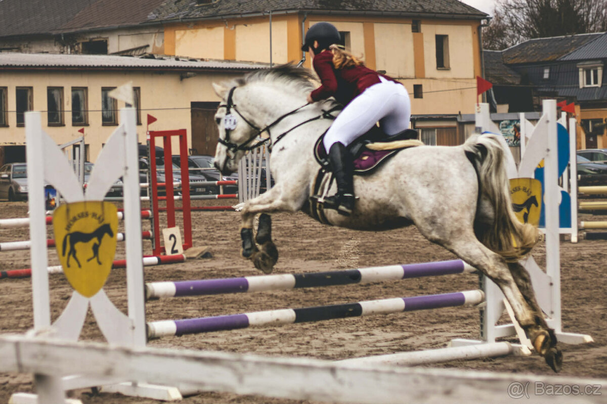 Arabský plnokrevný valach - 10