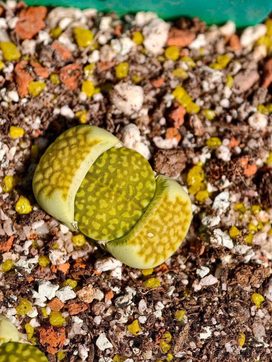 Lithops a Conophytum - 10