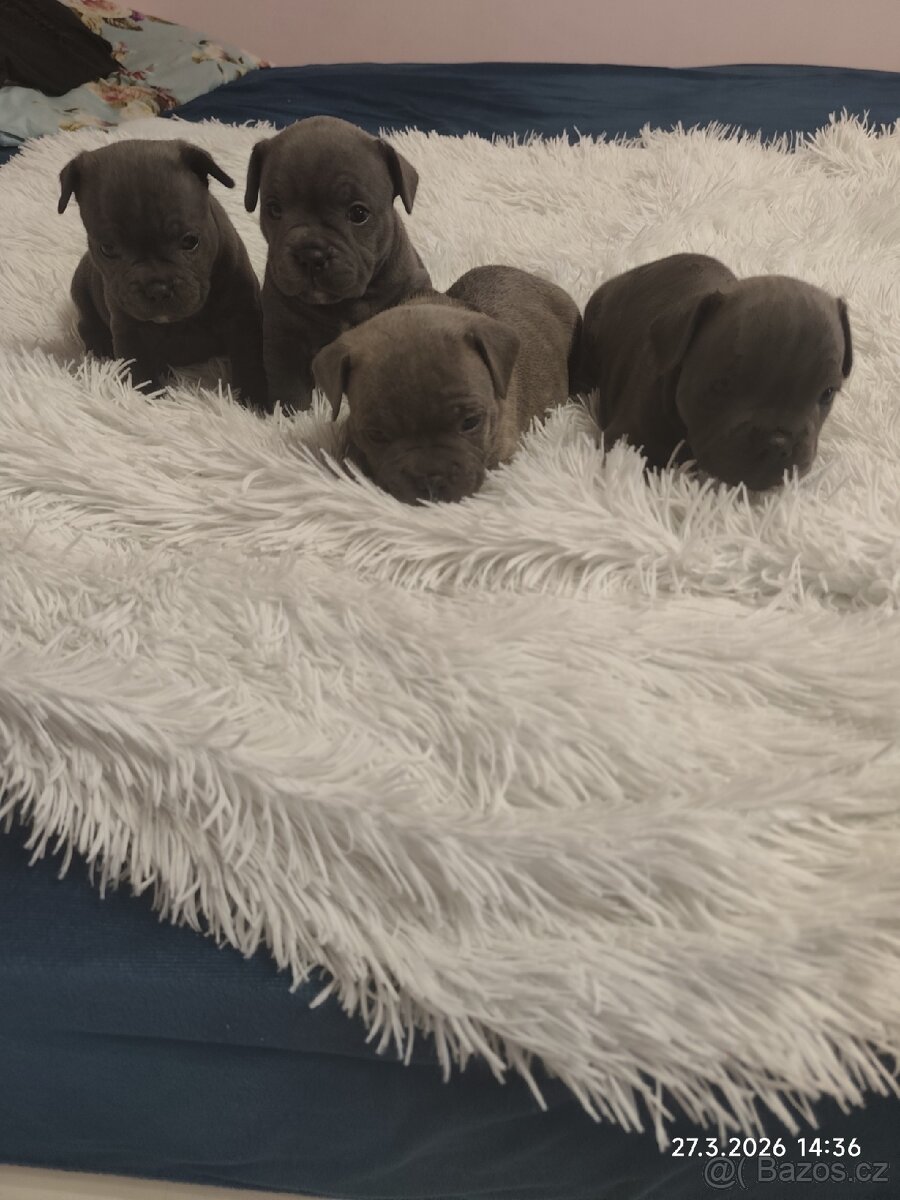 Stafordšírský bulteriér - 10