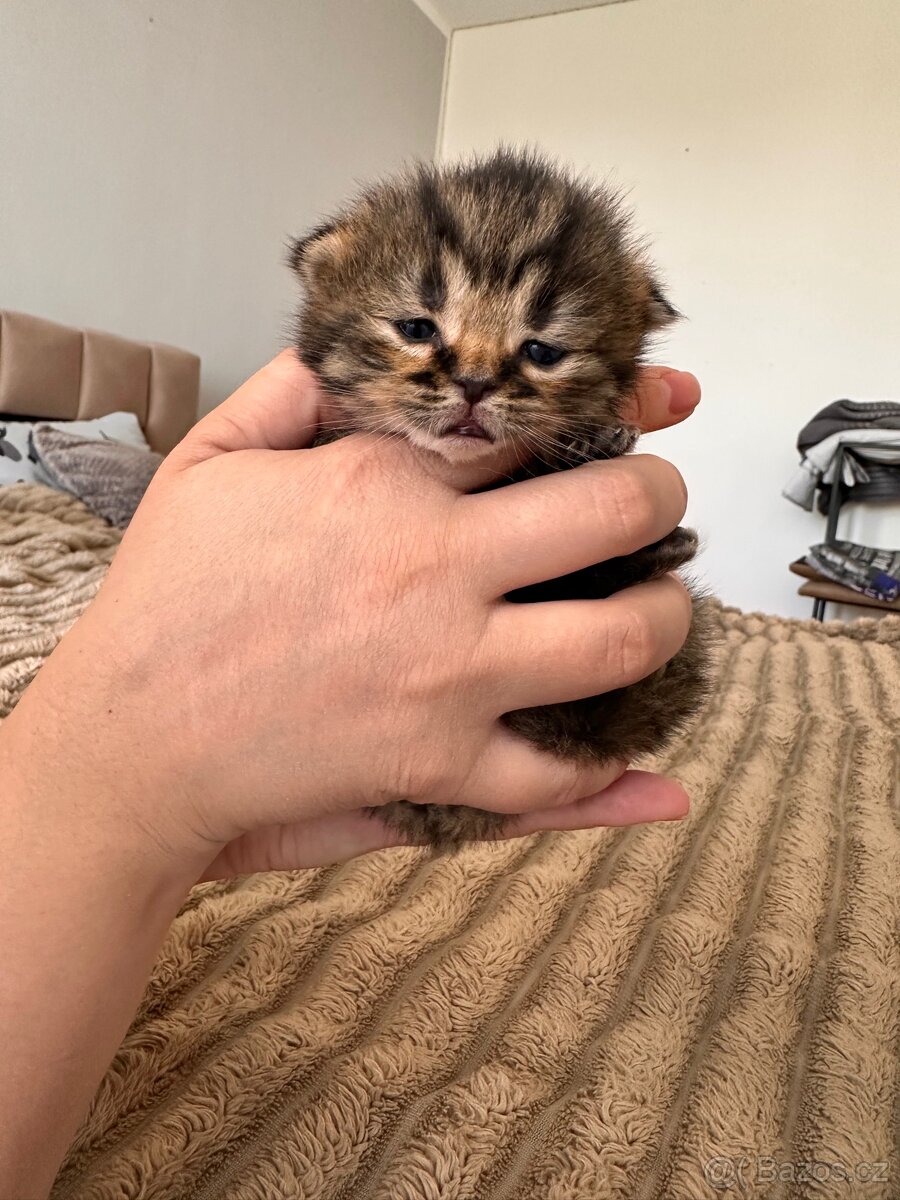 Britské koťátka whiskas - 10