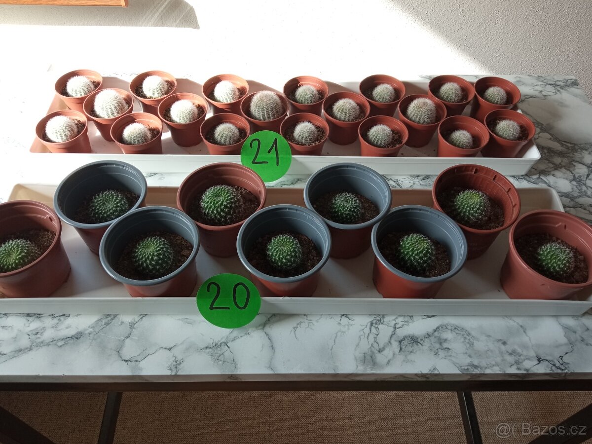 Kaktusy a sukulenty 30 Kč za kus - 10