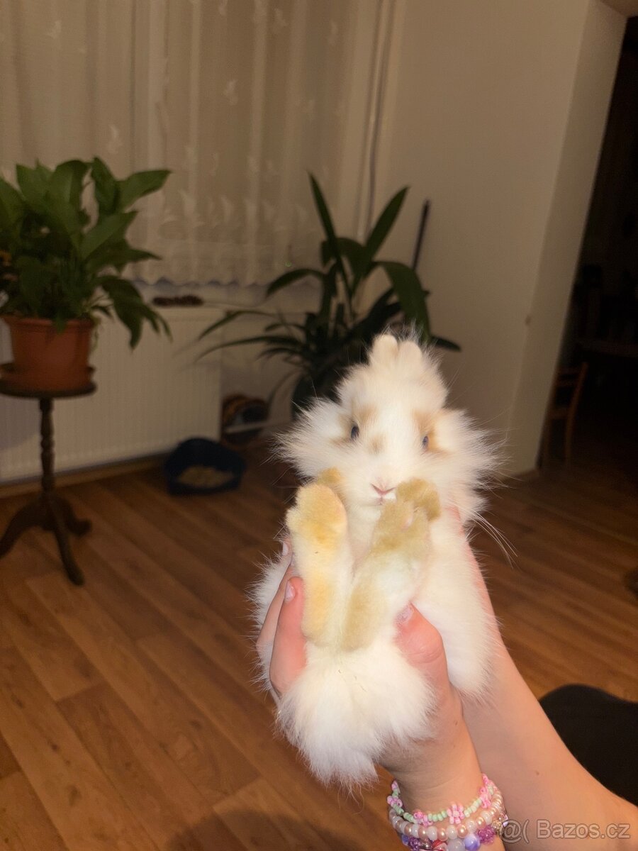 Zakrslí králík - 10