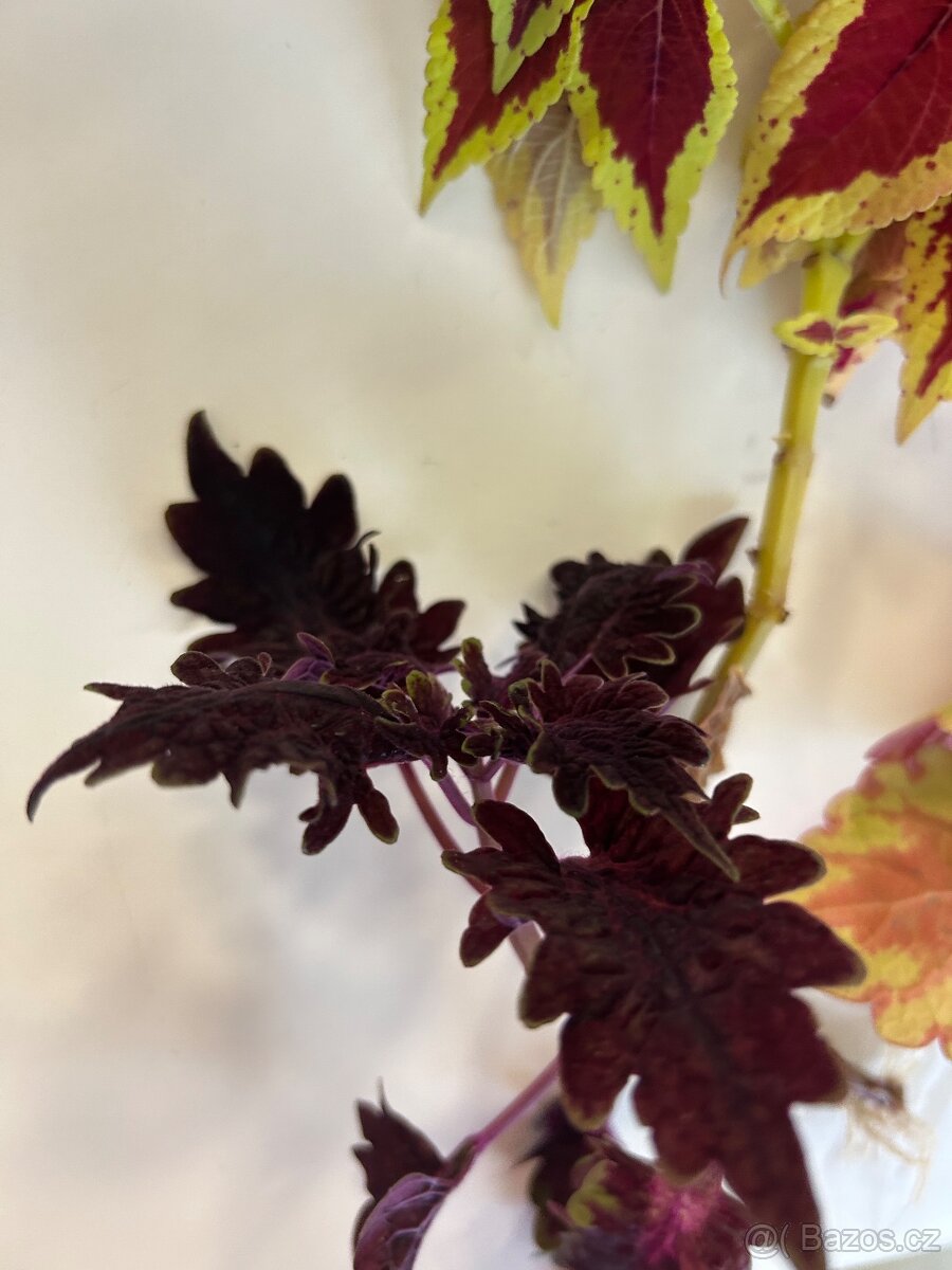 Africke koprivy, hosty, trvalky - 10