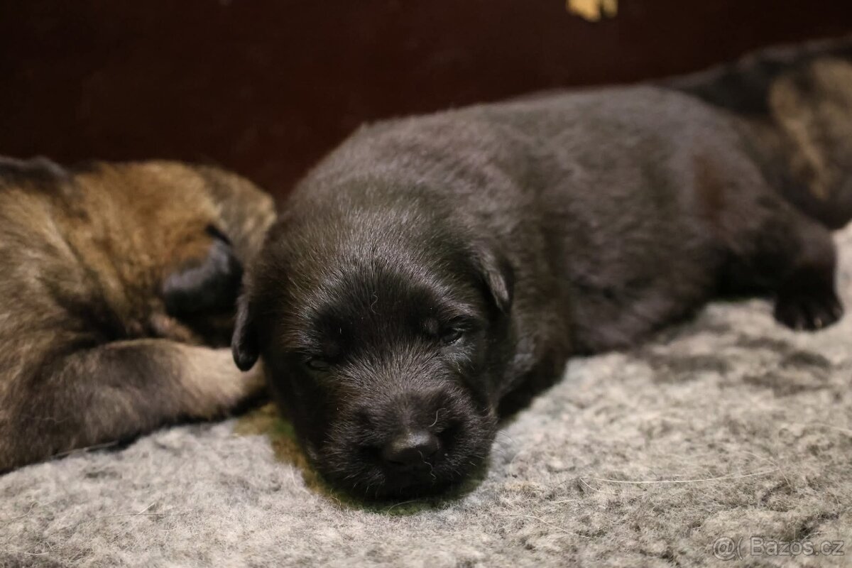 Německý ovčák štěňata s PP - 10