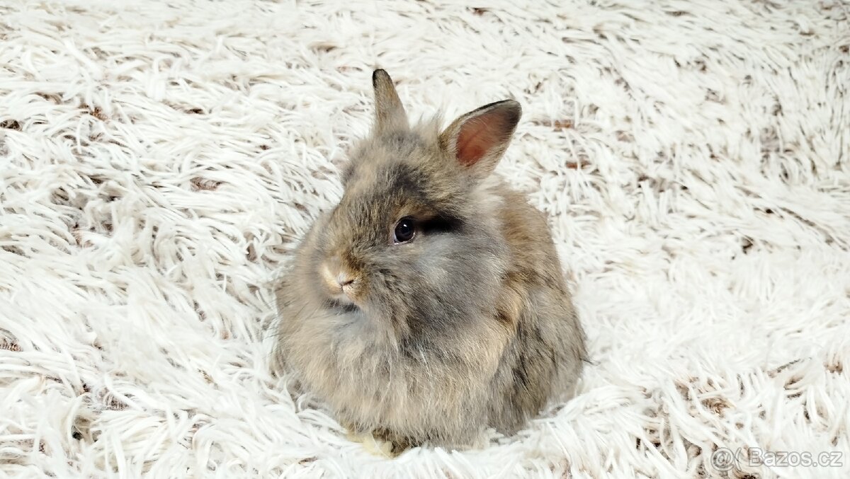 Zakrslý králík, králíček - HARRY - 10