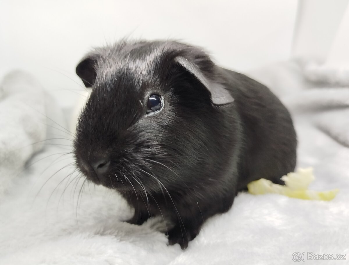 Morče, Morčata, Morčátko, Morčátka - JIN A JANG - 10