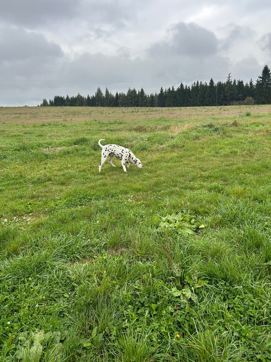 Dalmatin krytí - 10