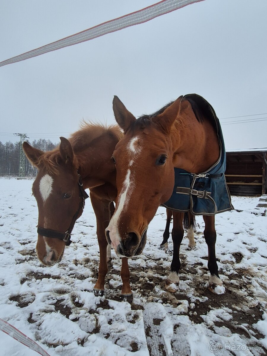 Letošní hřebeček - 10