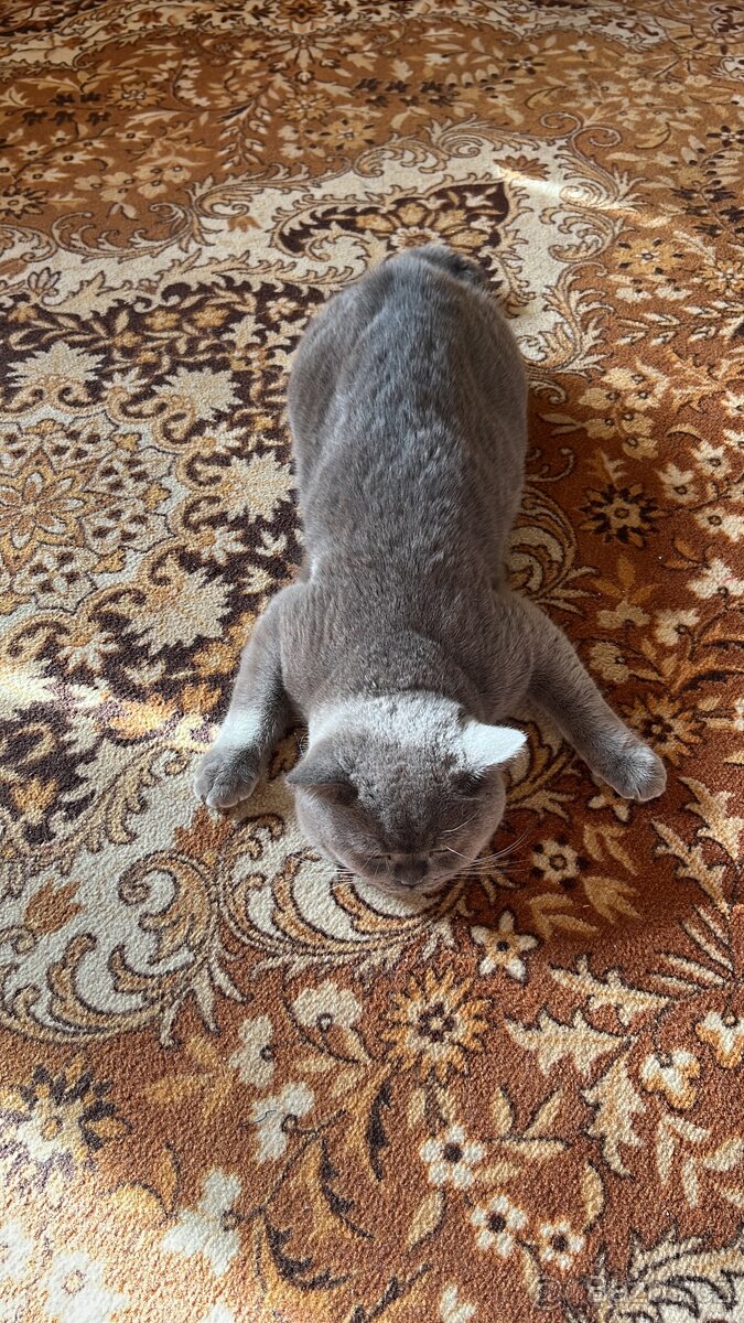 Krytí britský kocour - 10