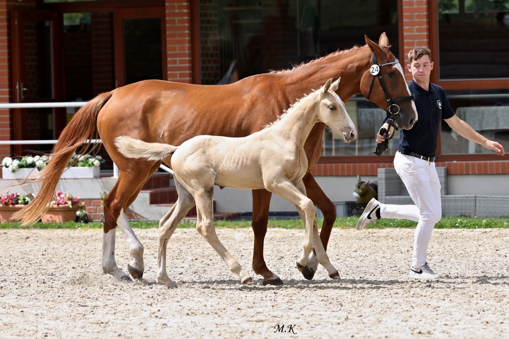 Stáj Zámek Ellischau - luxusní hřebeček CS r.2025 - 10