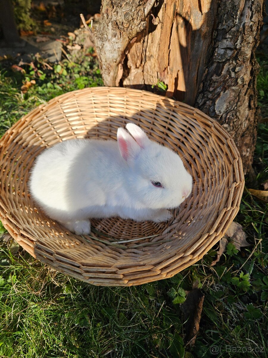 Zakrslý králík - 10