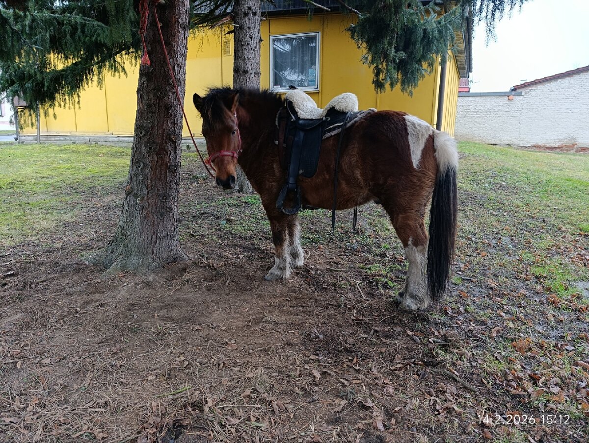 Pony valach 13 let cca 130cm - 10