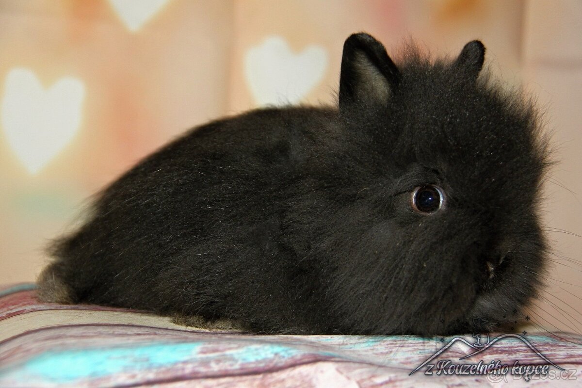 Zakrslí králíčci Teddy s VP_(Vánoční miminka)-doprava po ČR - 10