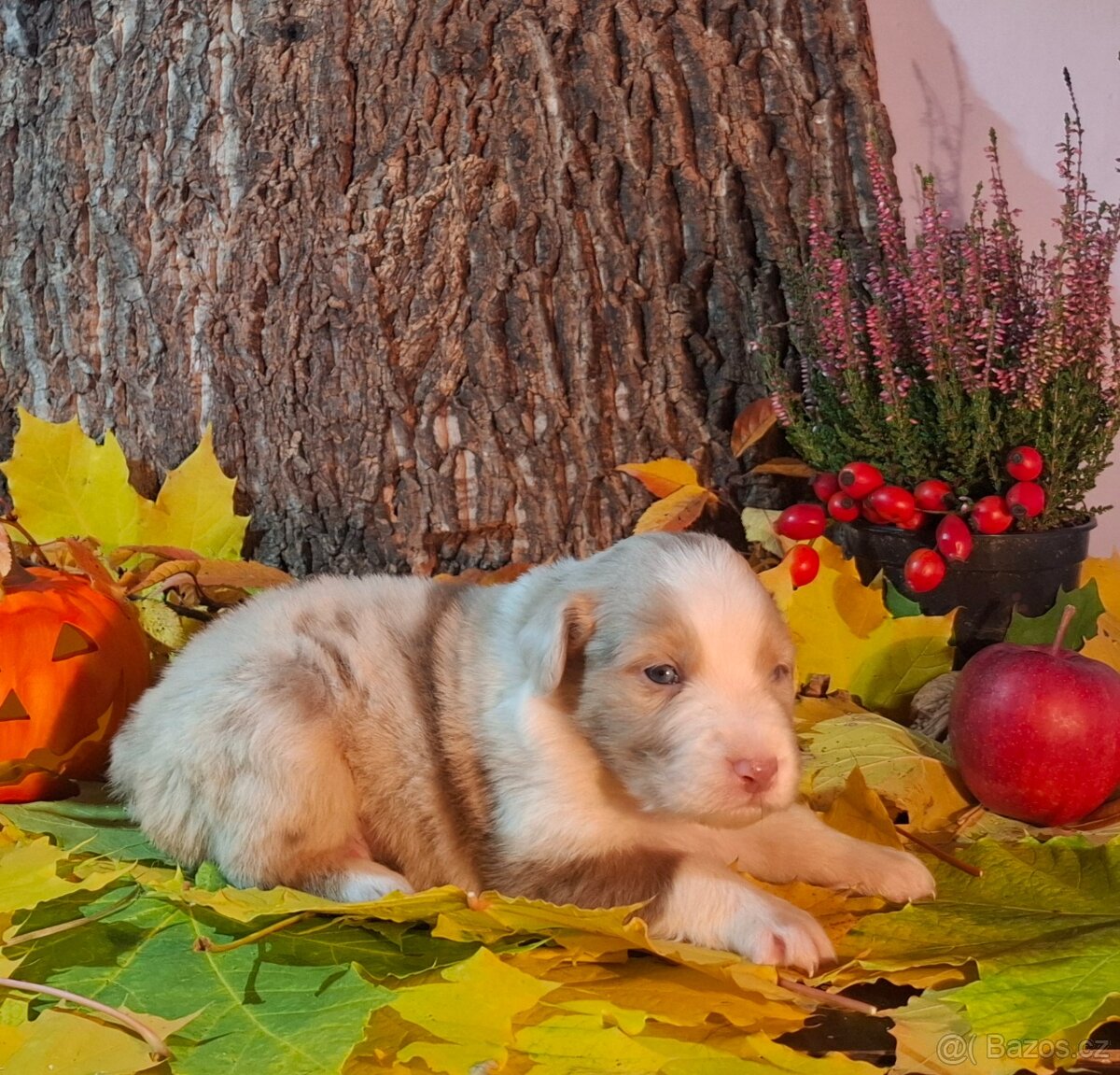 Australský ovčák s PP - 10