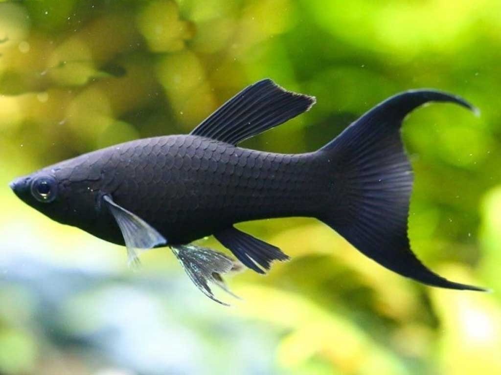 Paví očka,endlerky,krevetky,rostliny - 10