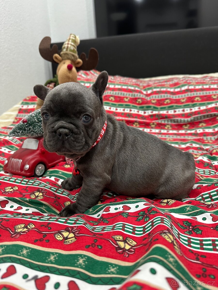 Francouzský buldoček - 10