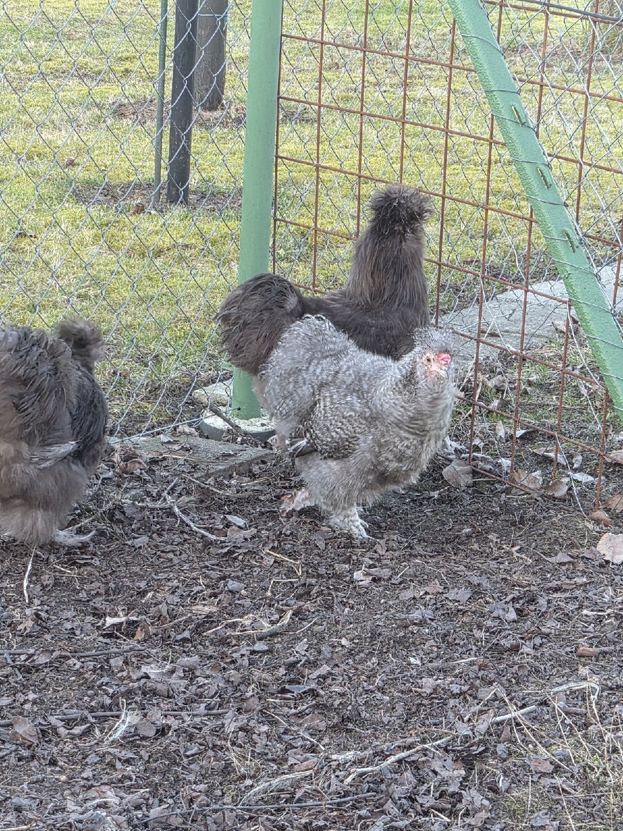 Hedvábnička kohout - 10