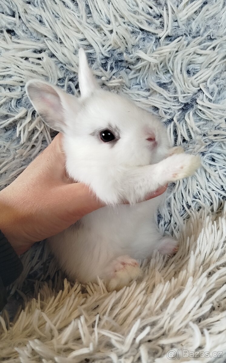 Zakrslý králík - 10