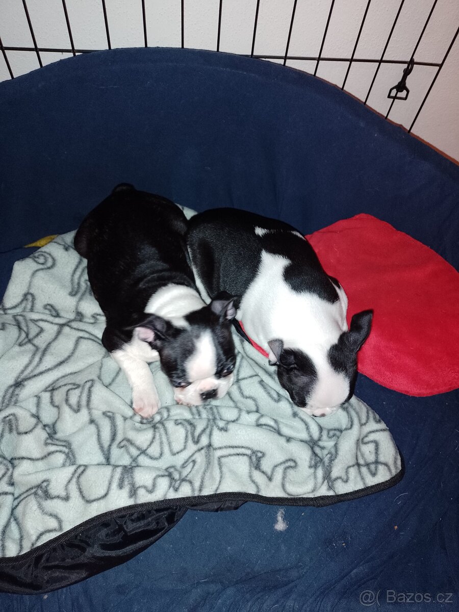 Bostonský teriér s PP FCI - 10