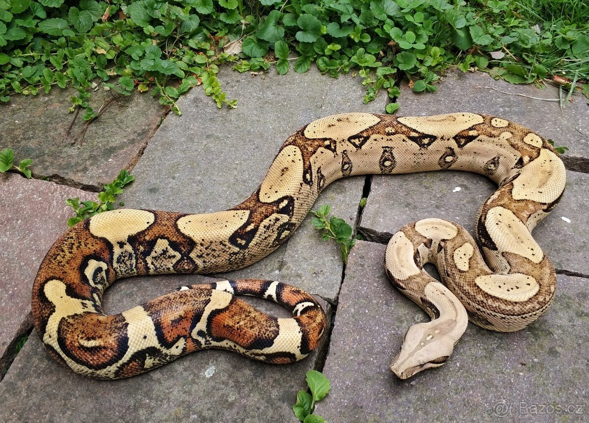 Boa imperator - Aztec Anery het VPI, VPI Jungle Aztec - 10