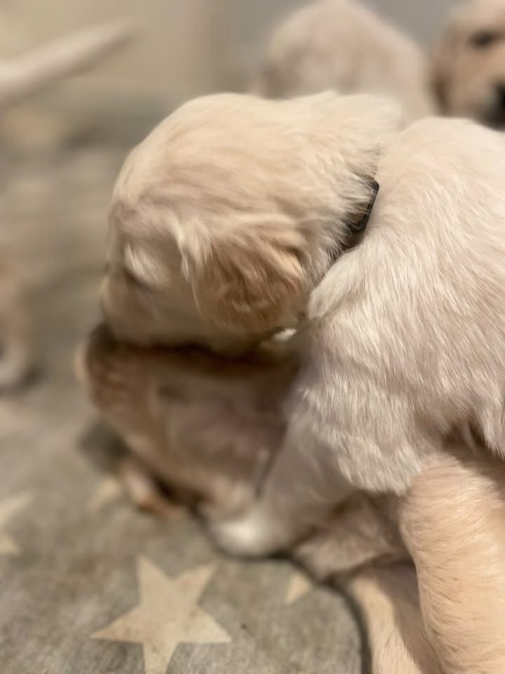 Zlatý retrívr štěňátka 🐶 - 10