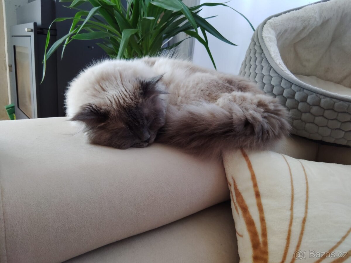 Nabízím kocoura Ragdoll ke krytí - 10