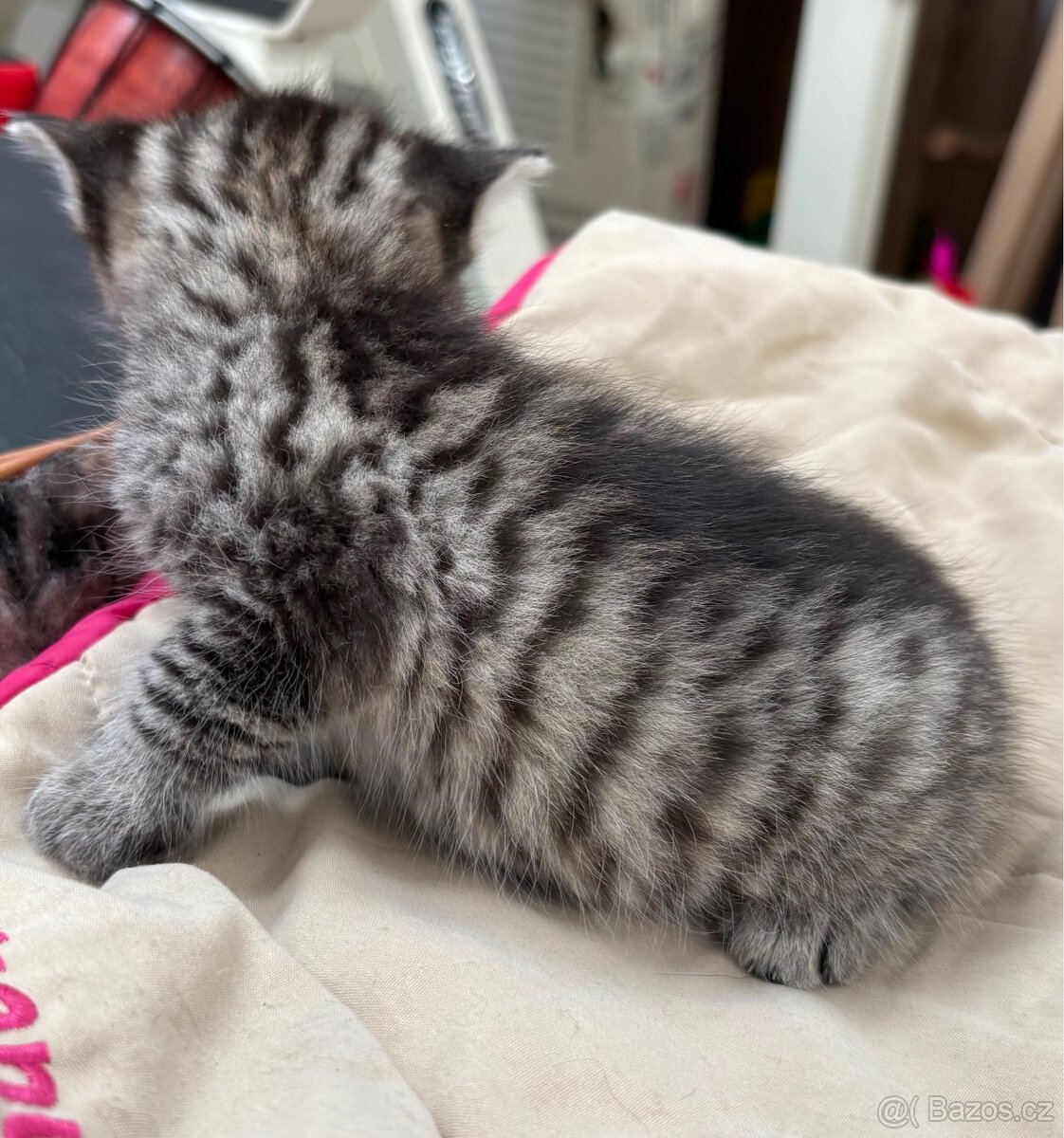 Bengálská/britská koťata - 10