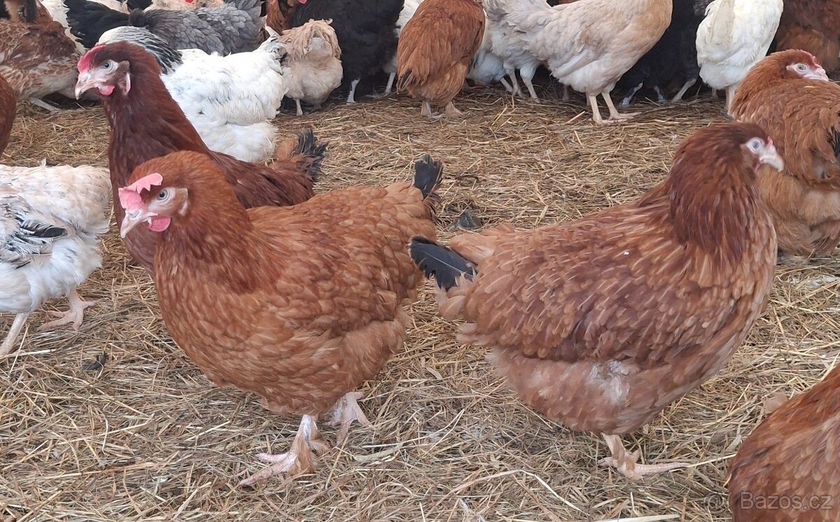 Kurice, slepice, nosnice - 10