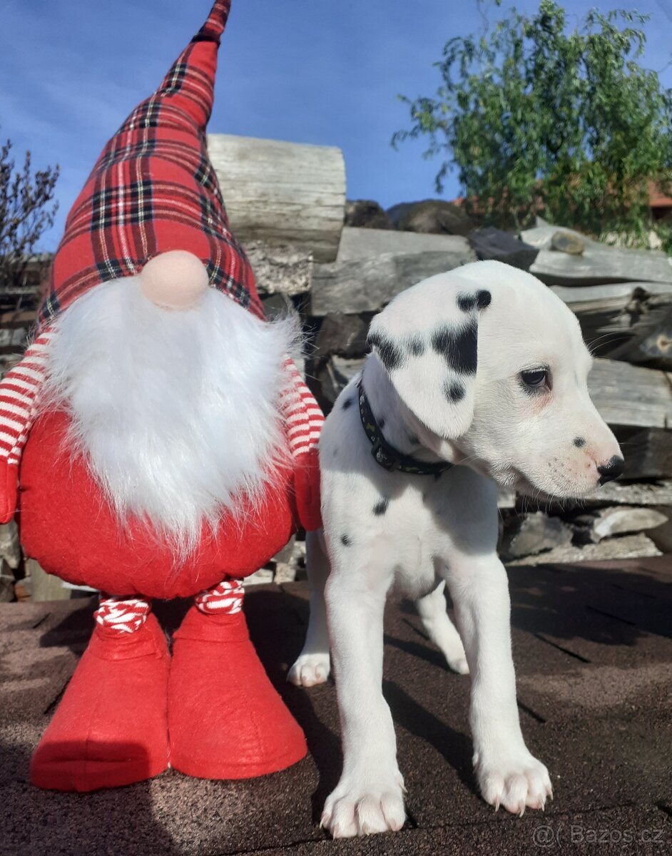 Dalmatin již k odběru - 10