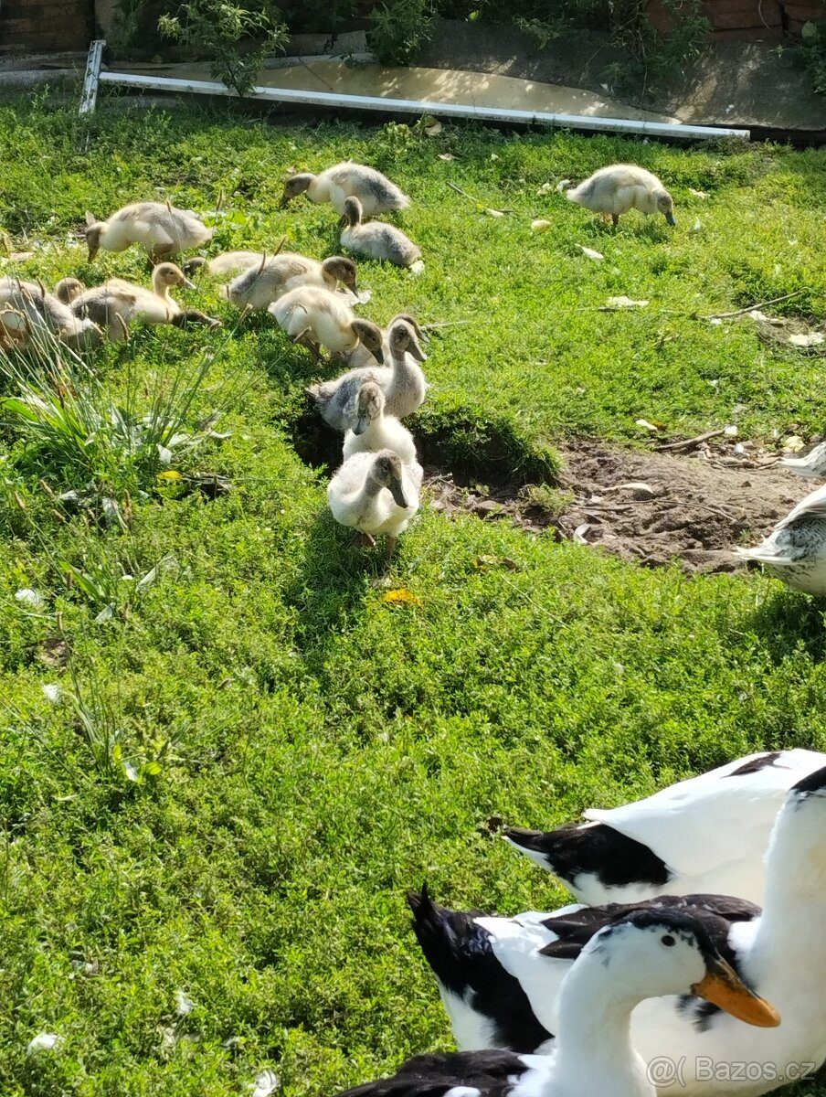 Kachny, kachny a kachny - 10