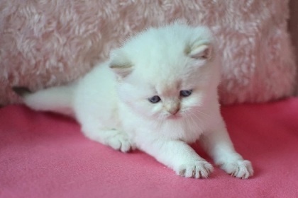 Britská colorpoint koťátka s PP k rezervaci - 10