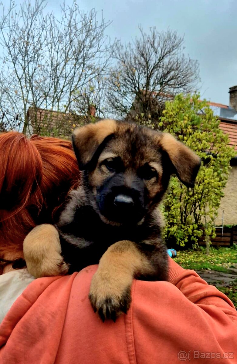 Německý ovčák štěňata s PP černá a vlkošedá - 10