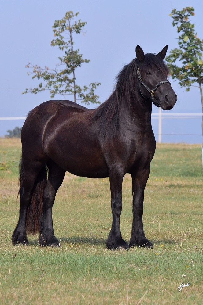 Fellský pony - 3 letá klisna - 10