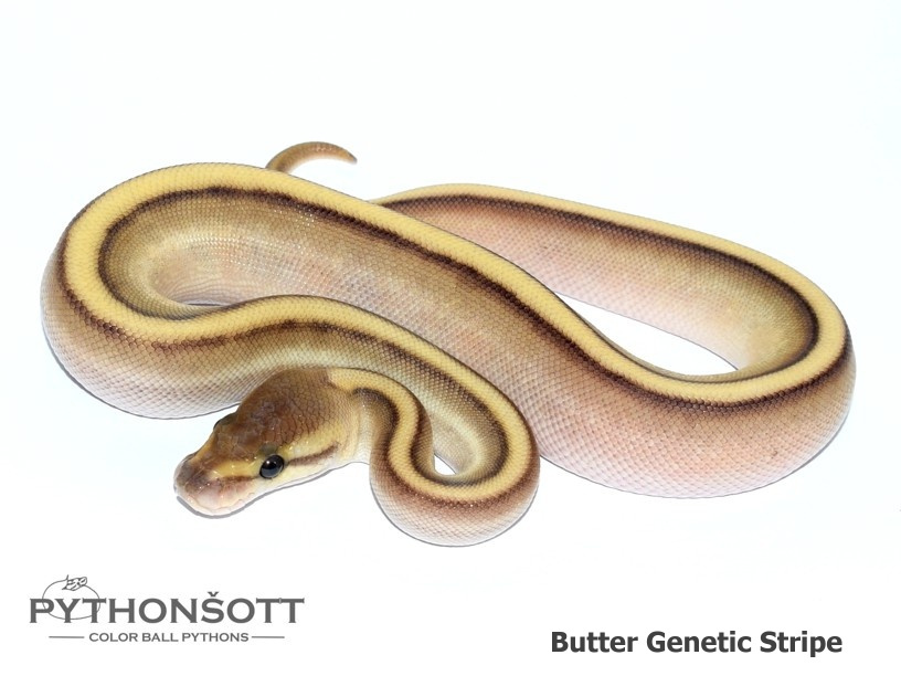 AKTUALIZOVANÁ NABÍDKA MLÁĎAT KRAJTY KRÁLOVSKÉ - 10