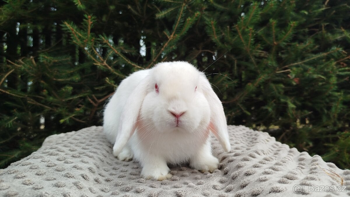 Zakrslý beránek, králíček, králík - WILLIAM - 10