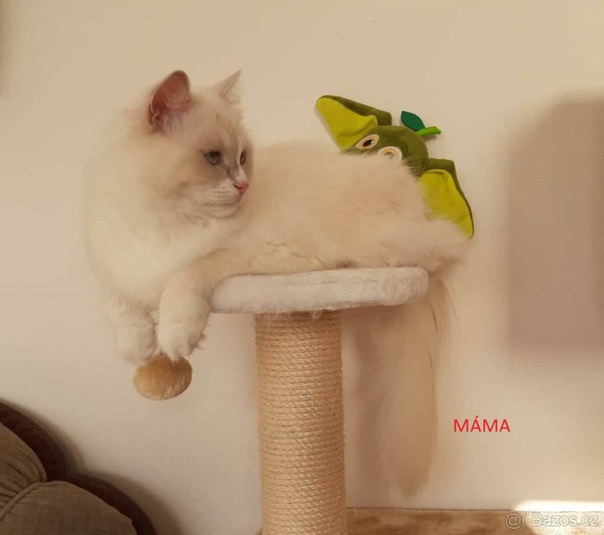 Prodám koťata Ragdoll bez PP - 10